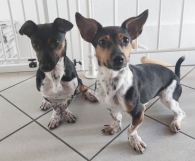 Charlie und Luise